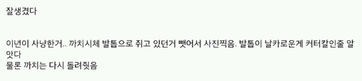 길가다 부엉이 주운 디씨인(feat.부엉이성애자) | 인스티즈