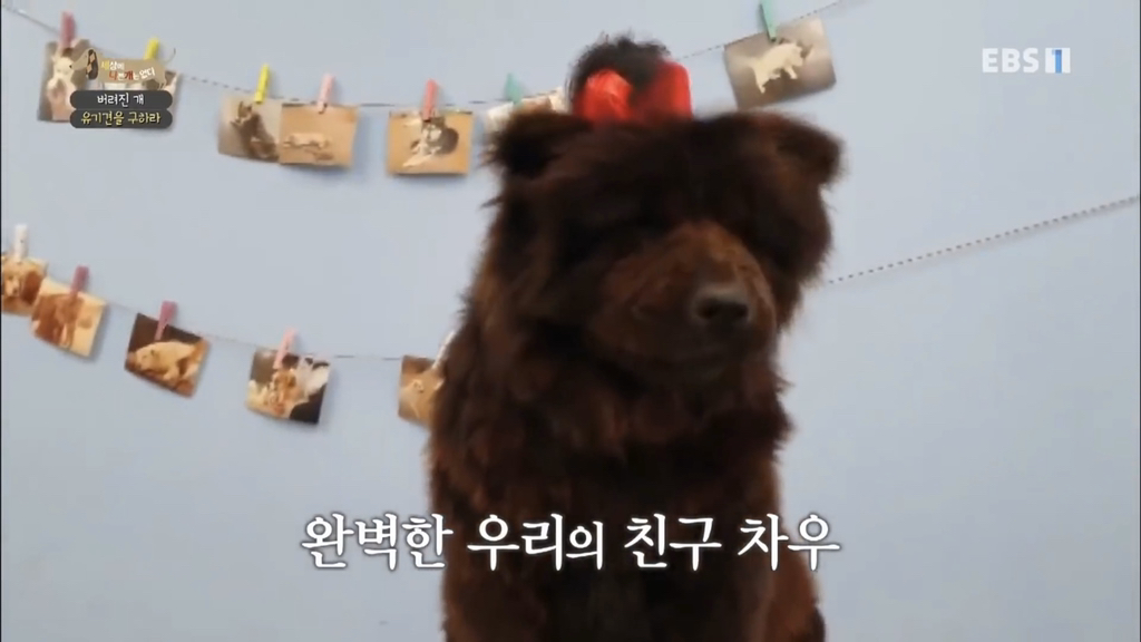 [세나개] 유기견 보호소 촬영 중 유기견 입양한 제작진 (+ 근황) | 인스티즈