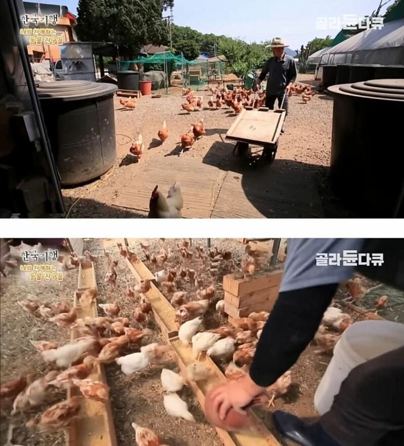 원래는 토종닭 백숙집을 하려고 했다.jpg | 인스티즈