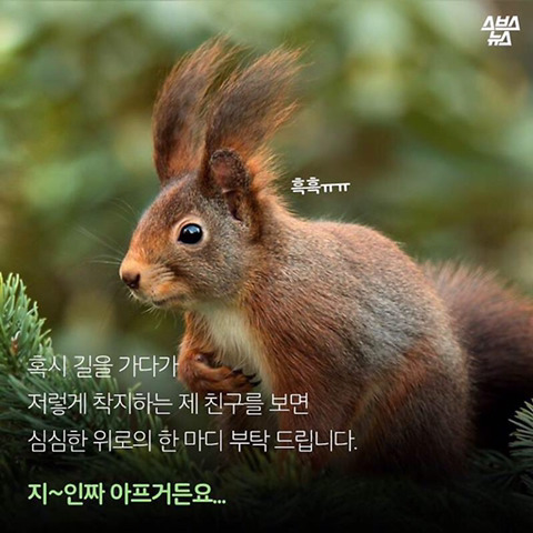 청설모 착지의 진실 | 인스티즈