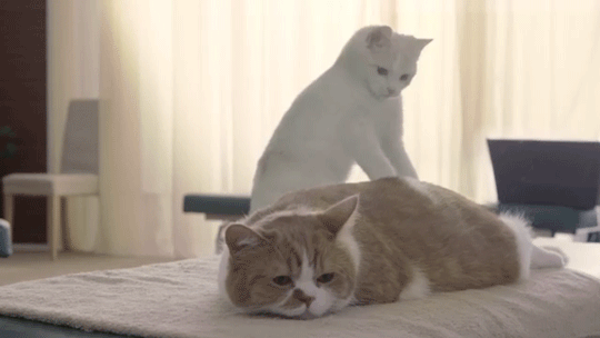 고양이 꾹꾹이 모음 | 인스티즈