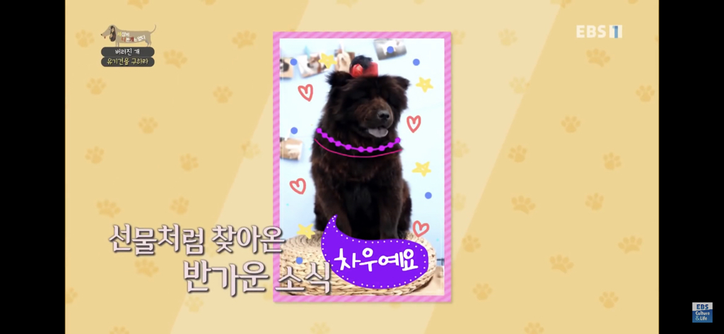 [세나개] 유기견 보호소 촬영 중 유기견 입양한 제작진 (+ 근황) | 인스티즈