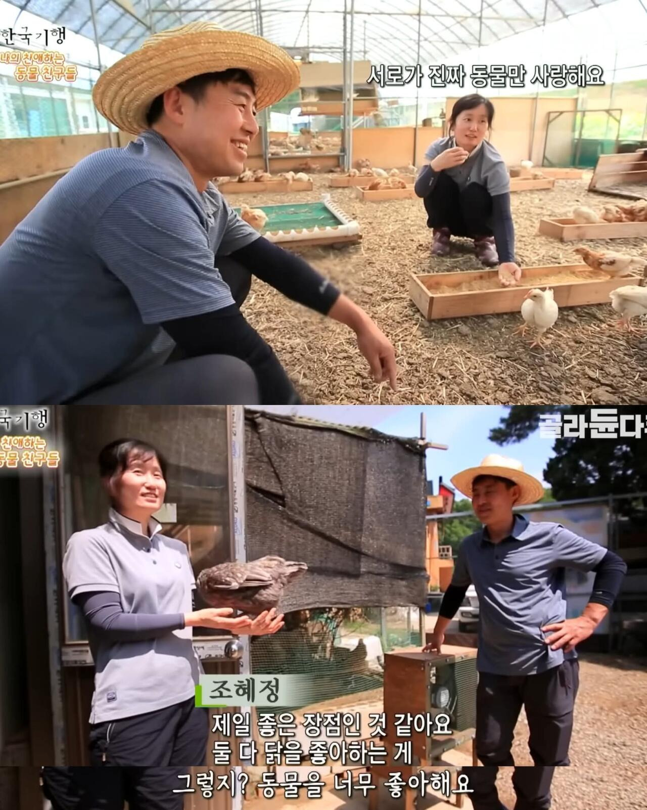 백숙집 차리려고 닭 키우기 시작한 부부의 최후 | 인스티즈