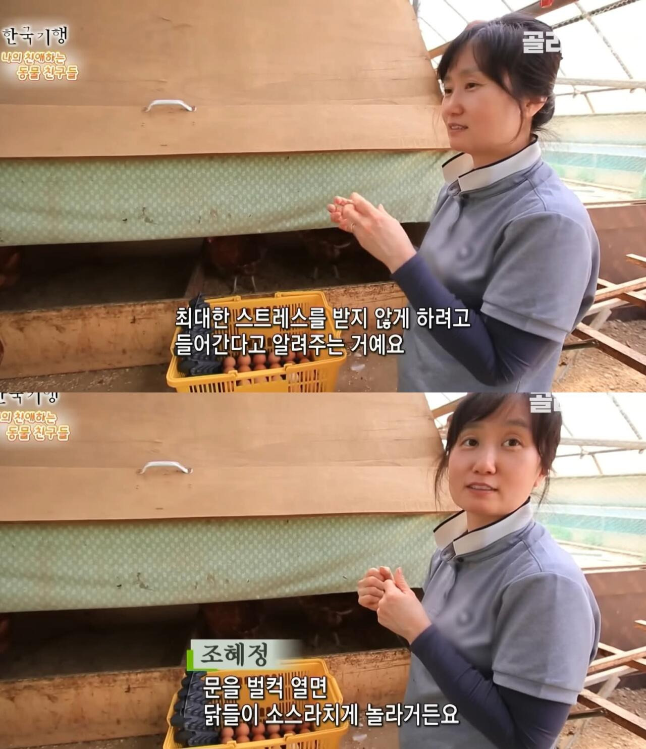 백숙집 차리려고 닭 키우기 시작한 부부의 최후 | 인스티즈
