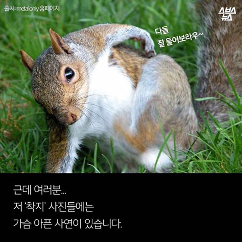 청설모 착지의 진실 | 인스티즈