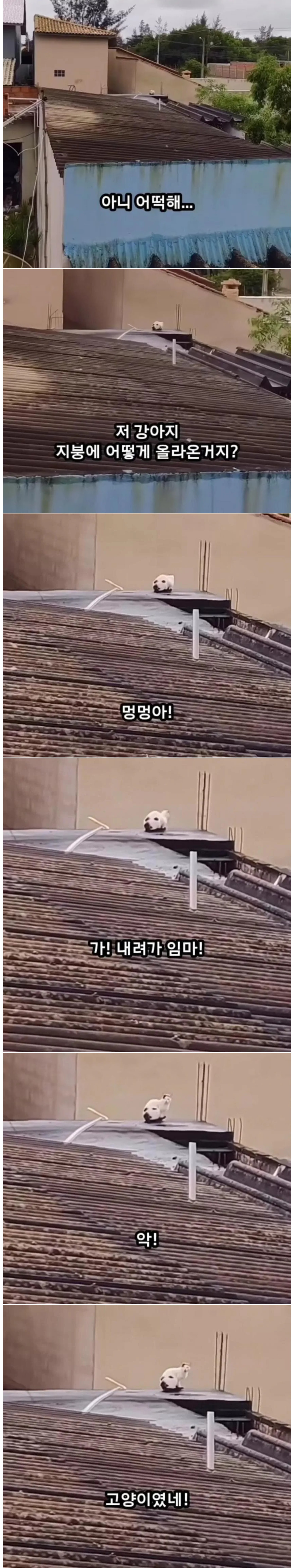 옥상에 혼자 남겨진 강아지 | 인스티즈