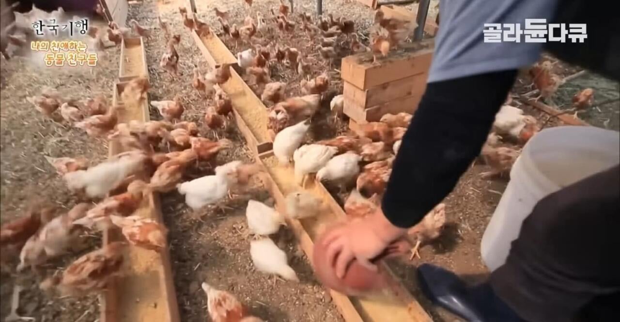 백숙집 차리려고 닭 키우기 시작한 부부의 최후 | 인스티즈