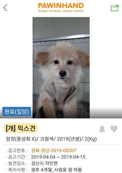 포인핸드 강아지 입양 전후.jpg | 인스티즈