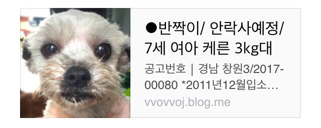 경남 창원12월 마지막주 안락사명단-7년동안 보호소에 머물던 아이 도와주세요 | 인스티즈
