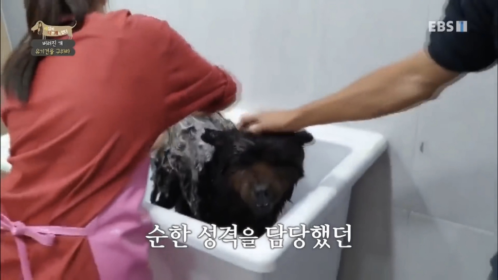 [세나개] 유기견 보호소 촬영 중 유기견 입양한 제작진 (+ 근황) | 인스티즈