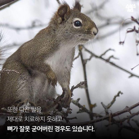 청설모 착지의 진실 | 인스티즈