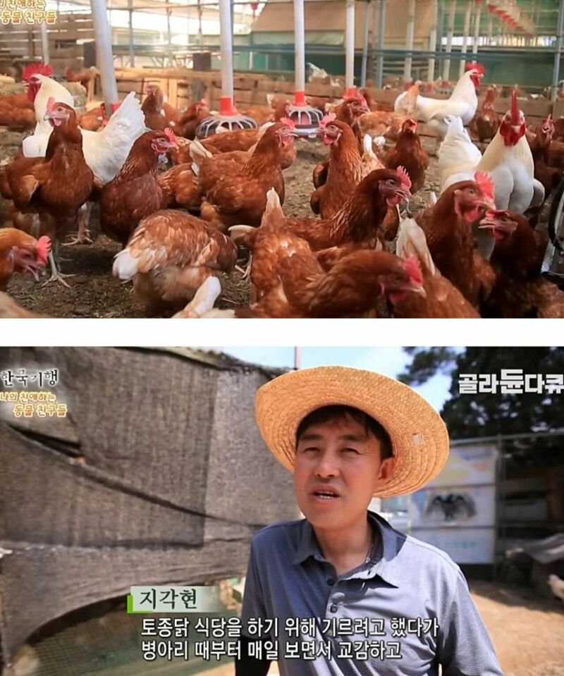원래는 토종닭 백숙집을 하려고 했다.jpg | 인스티즈