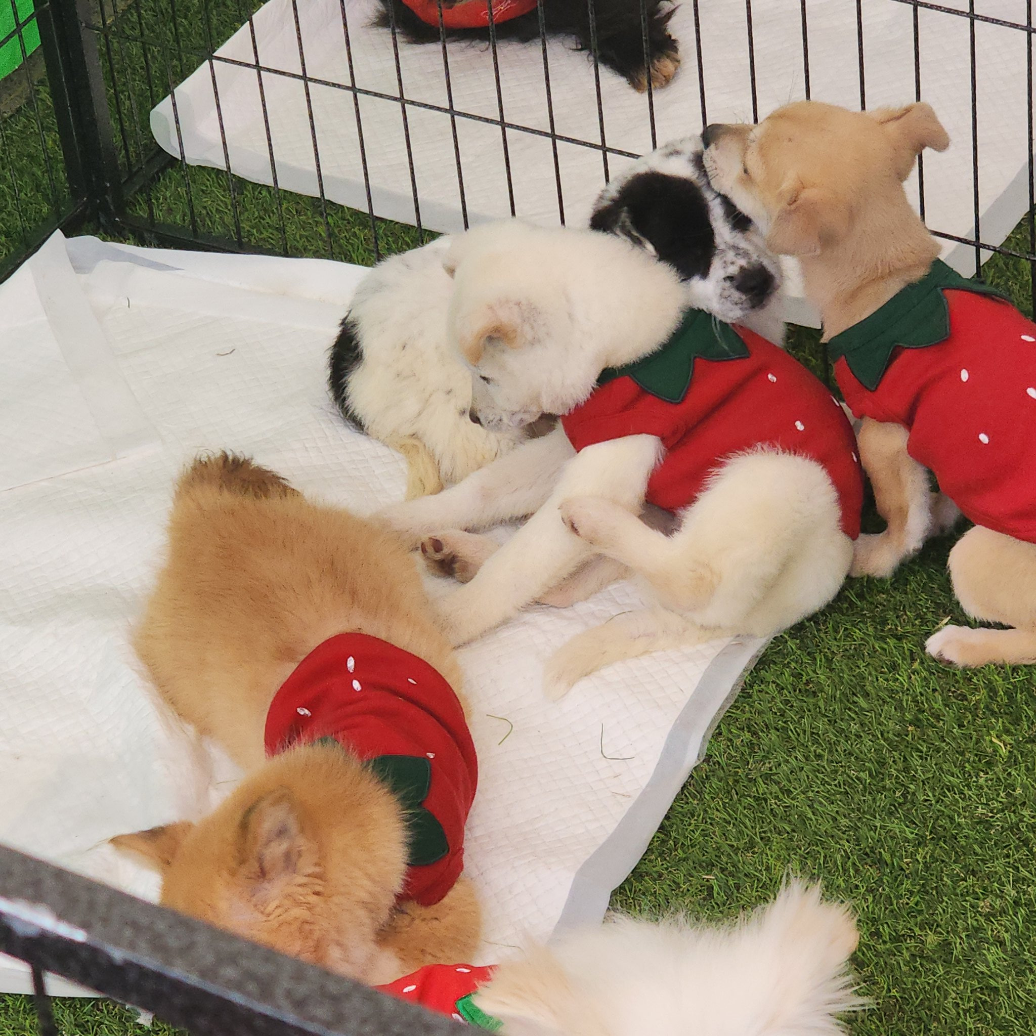 딸기축제에 딸기옷 입고 입양 홍보 나온 유기견들.twt 🍓🐶 | 인스티즈