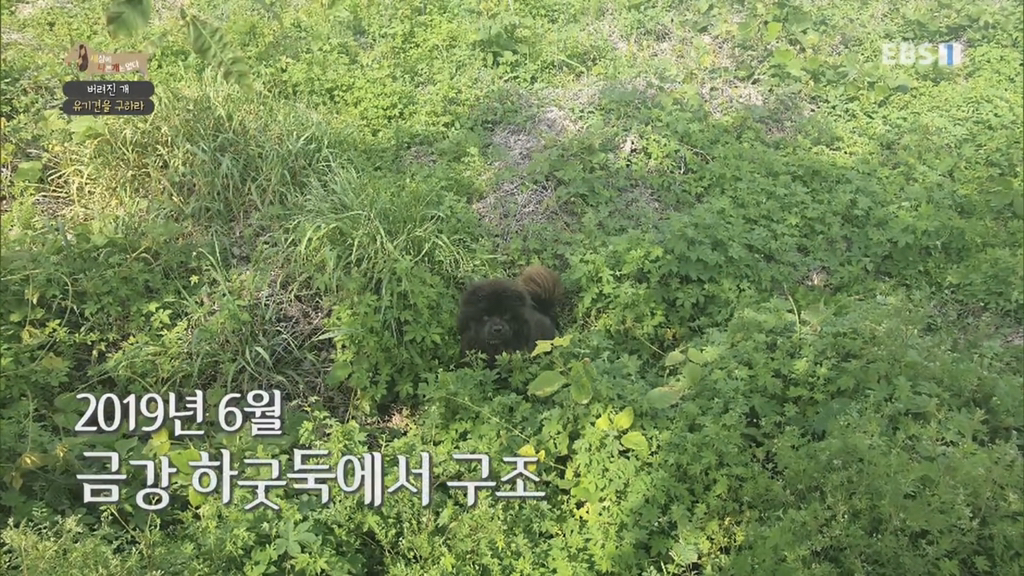 [세나개] 유기견 보호소 촬영 중 유기견 입양한 제작진 (+ 근황) | 인스티즈