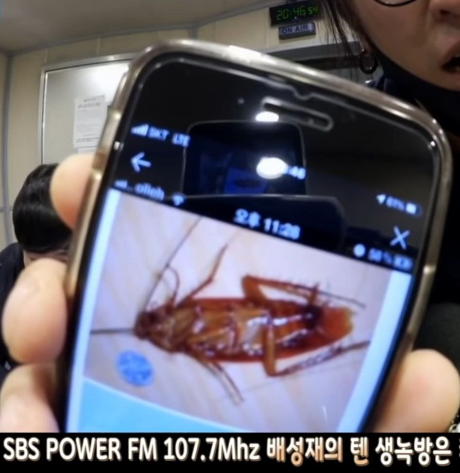 (혐주의) 빽가가 미국에서 본 바퀴벌레 | 인스티즈