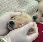 딸기축제에 딸기옷 입고 입양 홍보 나온 유기견들.twt 🍓🐶 | 인스티즈