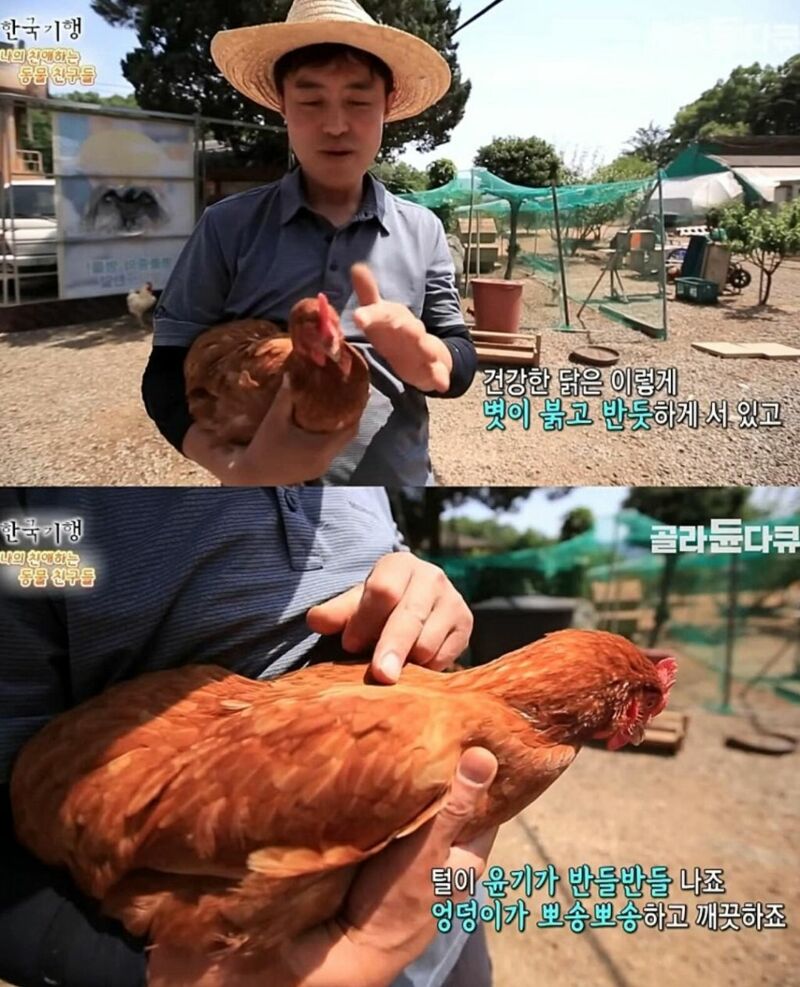 원래는 토종닭 백숙집을 하려고 했다.jpg | 인스티즈