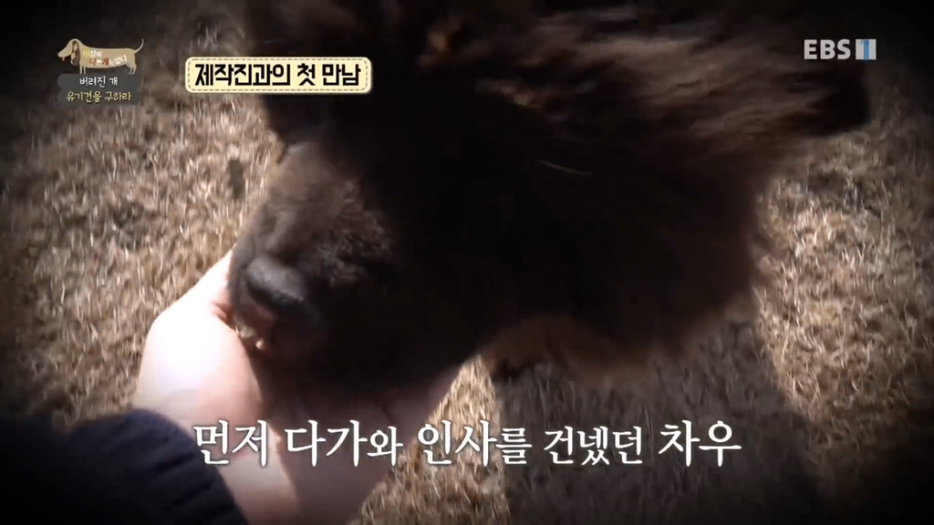 [세나개] 유기견 보호소 촬영 중 유기견 입양한 제작진 (+ 근황) | 인스티즈