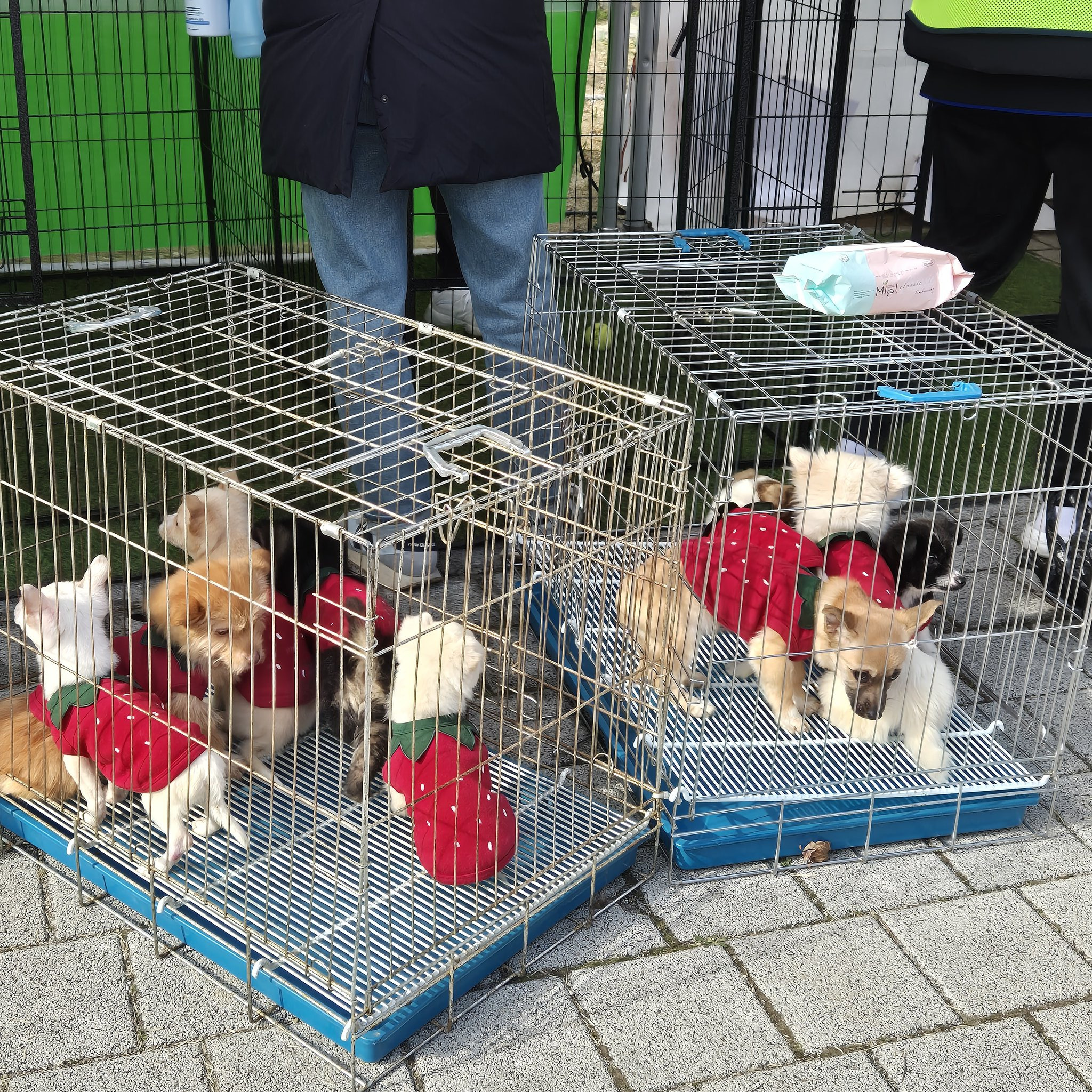 딸기축제에 딸기옷 입고 입양 홍보 나온 유기견들.twt 🍓🐶 | 인스티즈