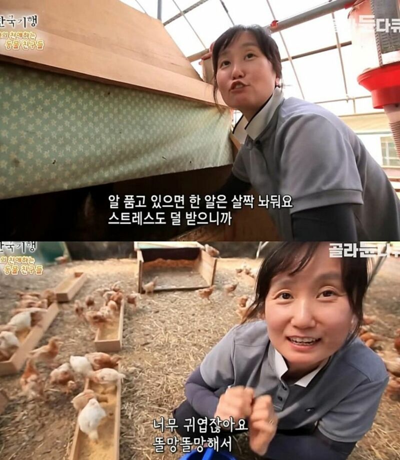 원래는 토종닭 백숙집을 하려고 했다.jpg | 인스티즈