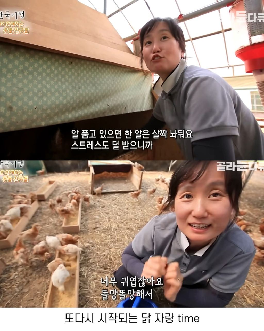 백숙집 하려고 닭 키우다 닭에게 정든 부부 | 인스티즈