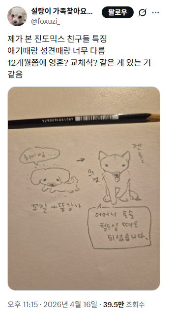 진도믹스 친구들 특징 애기때랑 성견때랑 너무 다름 12개월쯤에 영혼? 교체식? 같은 게 있는 거 같음 | 인스티즈