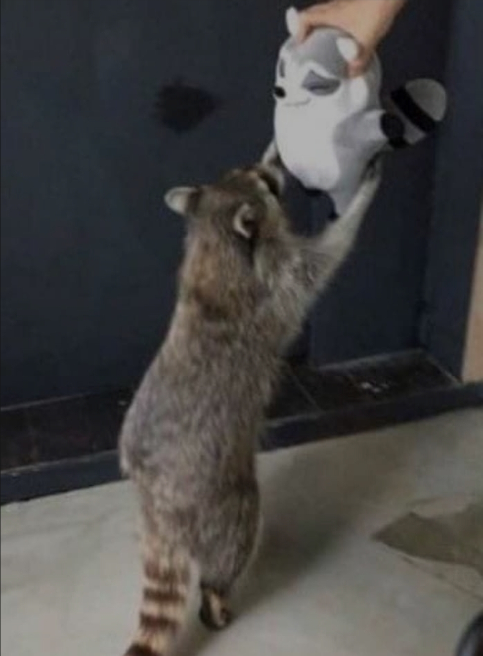 자기 닮은 인형 선물 받고 행복해하는 동물들.jpg | 인스티즈