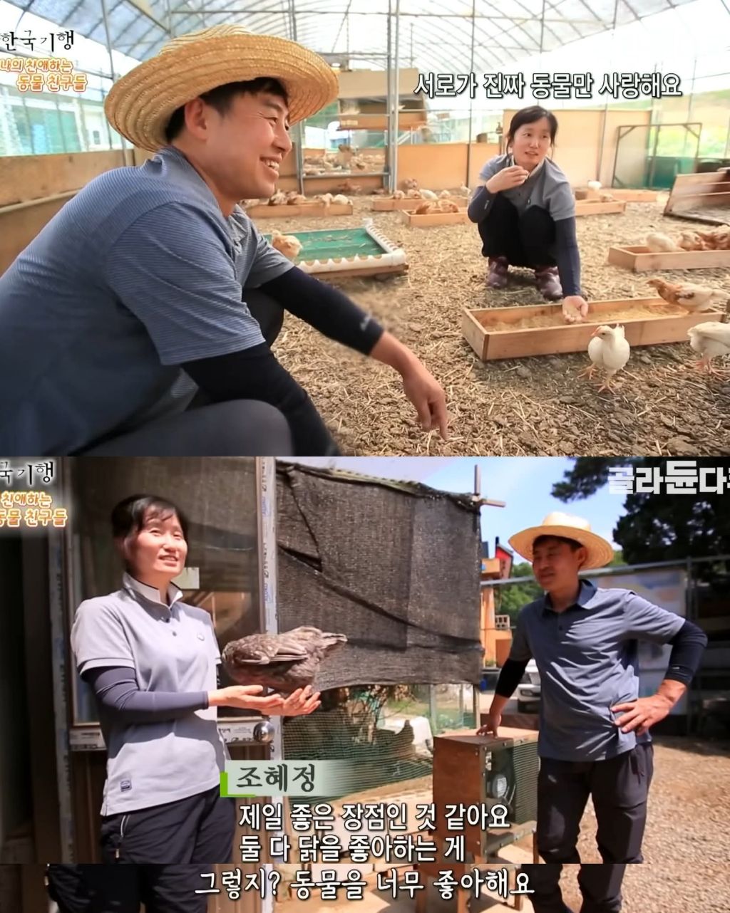 백숙집 하려고 닭 키우다 닭에게 정든 부부 | 인스티즈