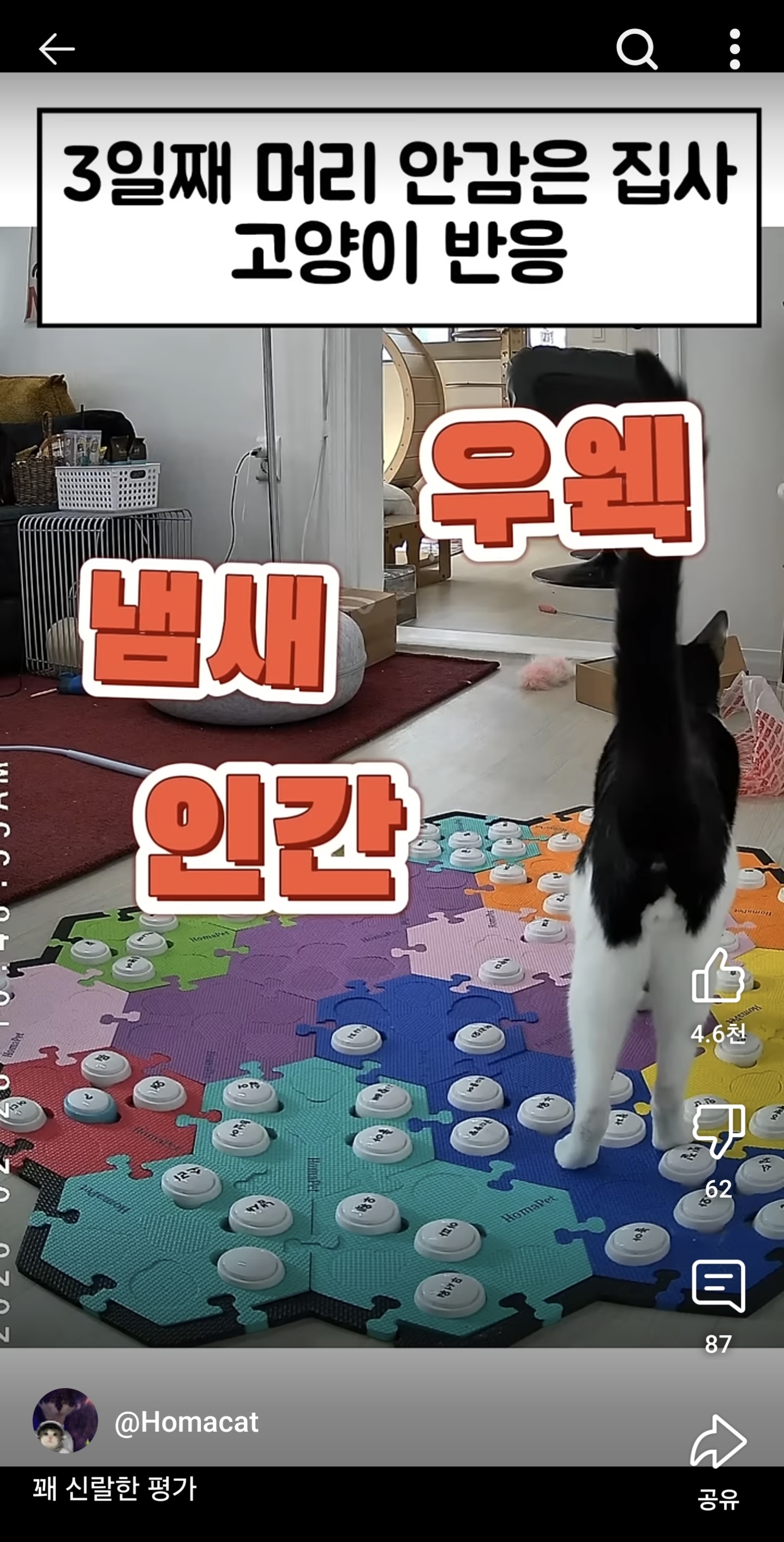 3일째 머리 안감은 집사 고양이 반응 | 인스티즈