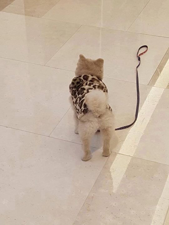 강아지 주인이 자기친구보더니 목줄놓고 보러감.jpg | 인스티즈