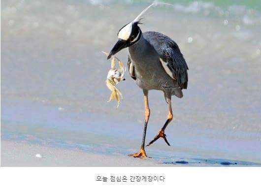 왜가리 먹이ㄷㄷ | 인스티즈