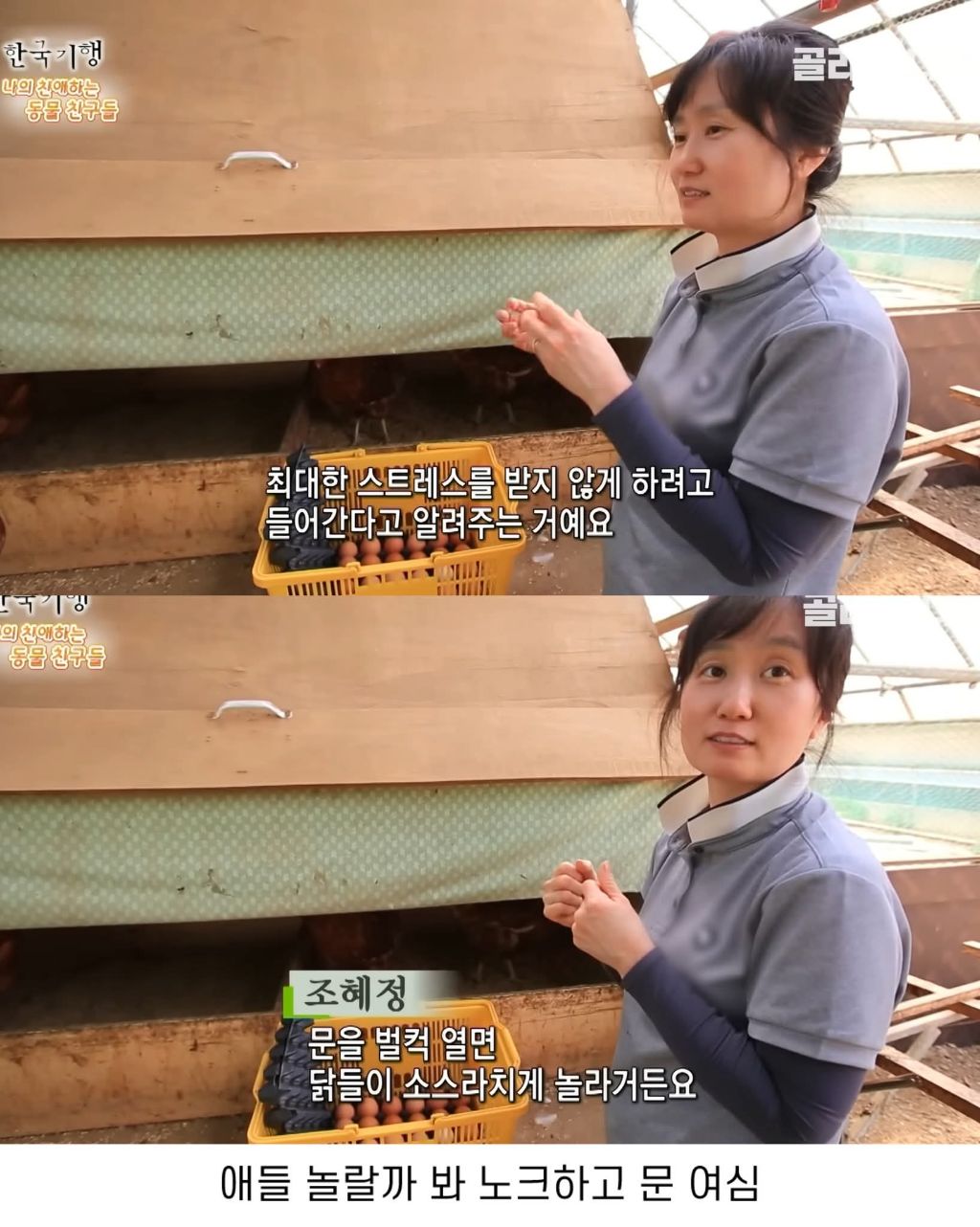 백숙집 하려고 닭 키우다 닭에게 정든 부부 | 인스티즈