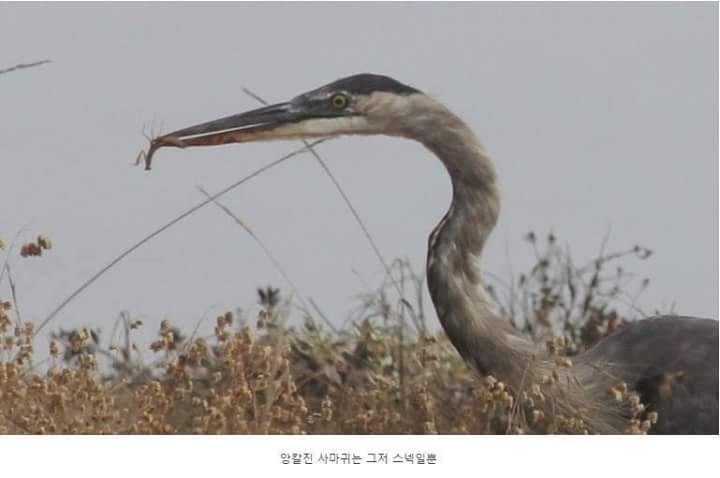 왜가리 먹이ㄷㄷ | 인스티즈