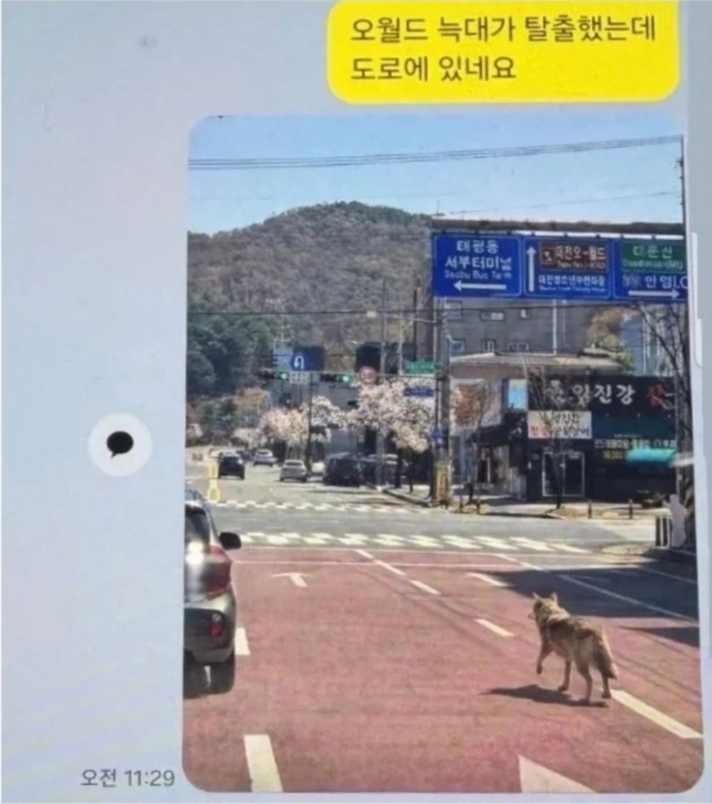 늑구 주작 짤 올린사람 잡혀감 | 인스티즈