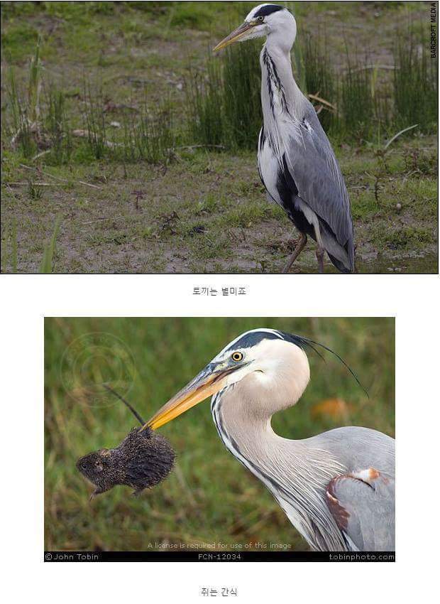왜가리 먹이ㄷㄷ | 인스티즈
