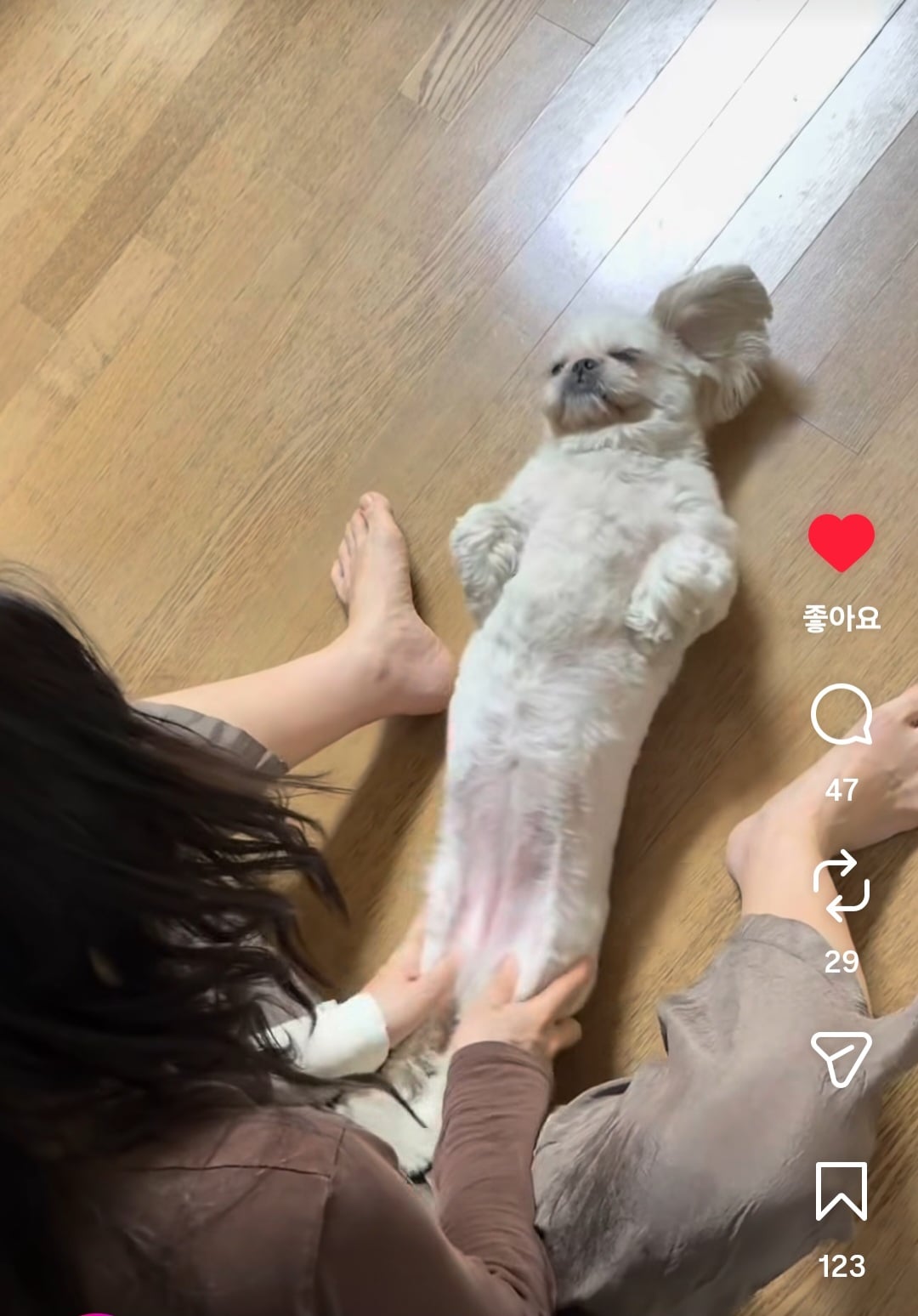 요새 개스타그램 레드오션인 이유 | 인스티즈