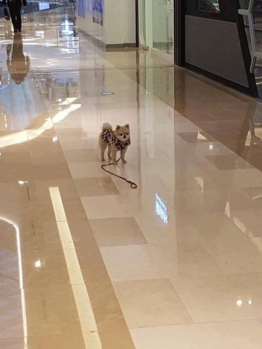 강아지 주인이 자기친구보더니 목줄놓고 보러감.jpg | 인스티즈