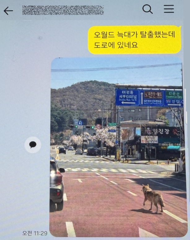 늑구 주작 짤 올린사람 잡혀감 | 인스티즈