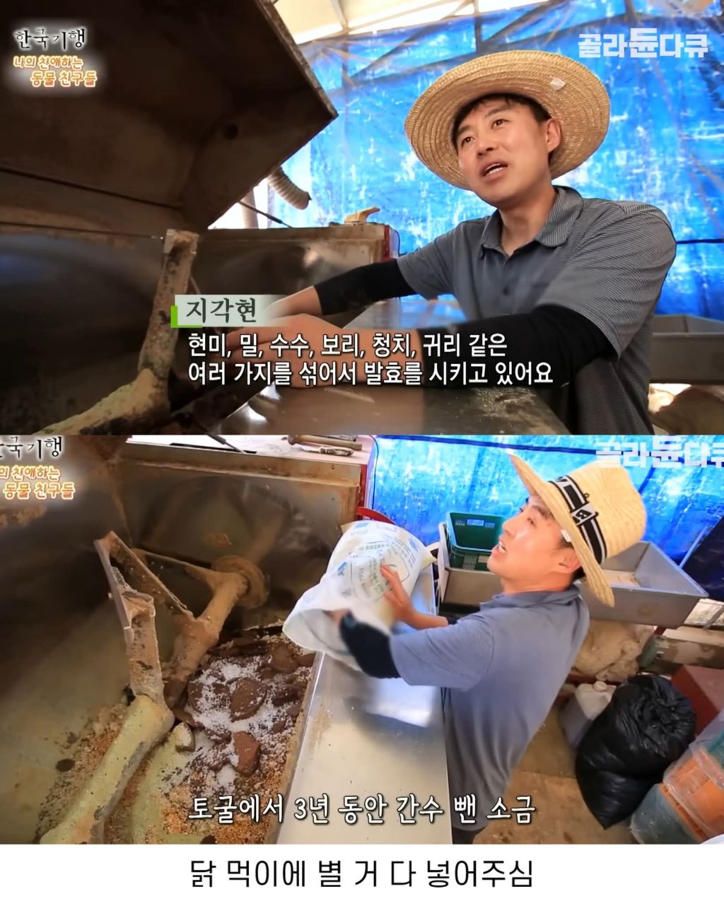 백숙집 하려고 닭 키우다 닭에게 정든 부부 | 인스티즈