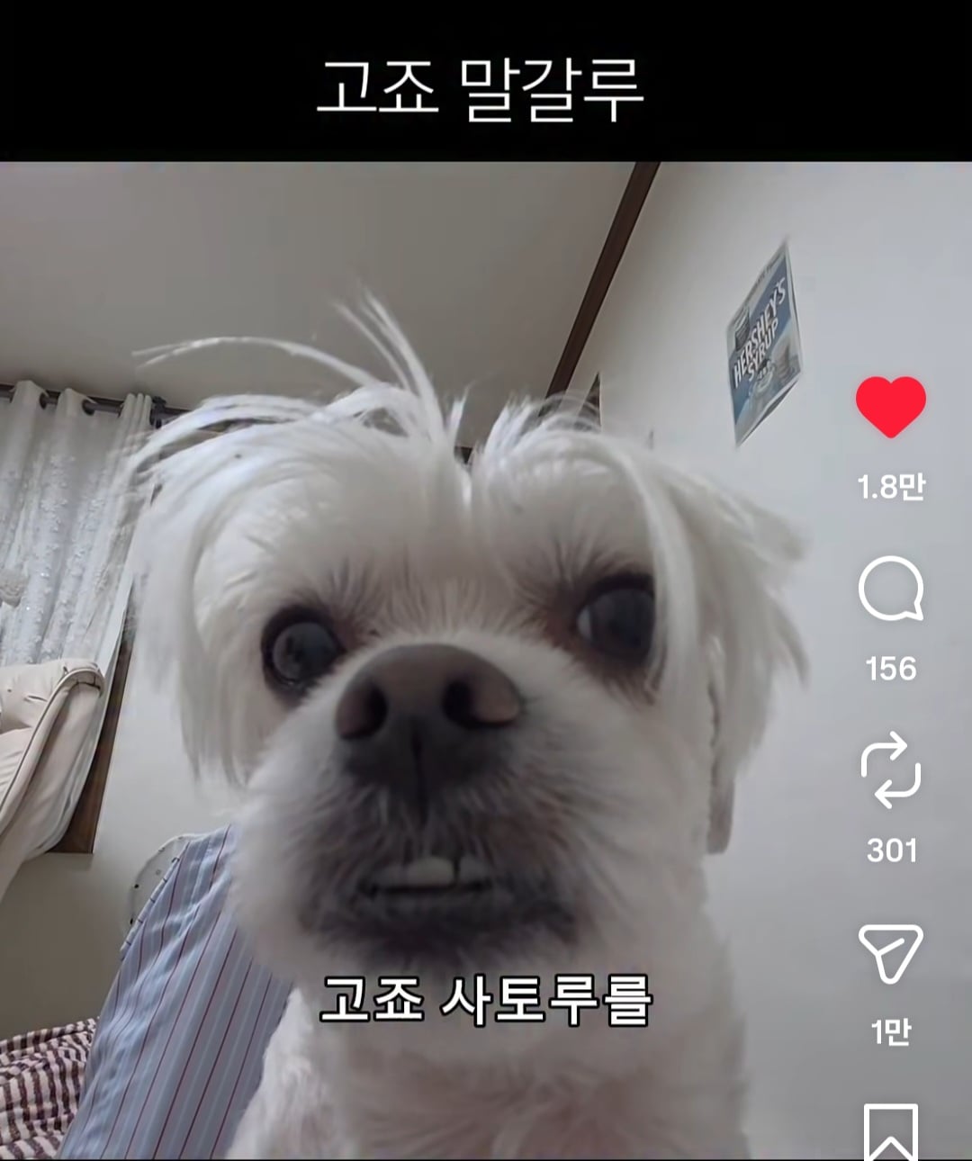 요새 개스타그램 레드오션인 이유 | 인스티즈