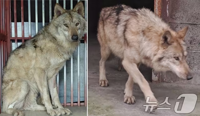 "매출 0원이지만"…'늑구 수색대'에 커피 4,500잔 쏜 오월드 카페 점주 | 인스티즈