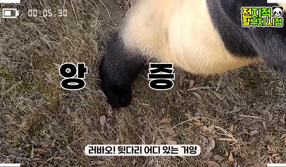 판다월드 판다 중 최고 다리길이를 가진 아이바오 (+바오가문 다리모음) | 인스티즈