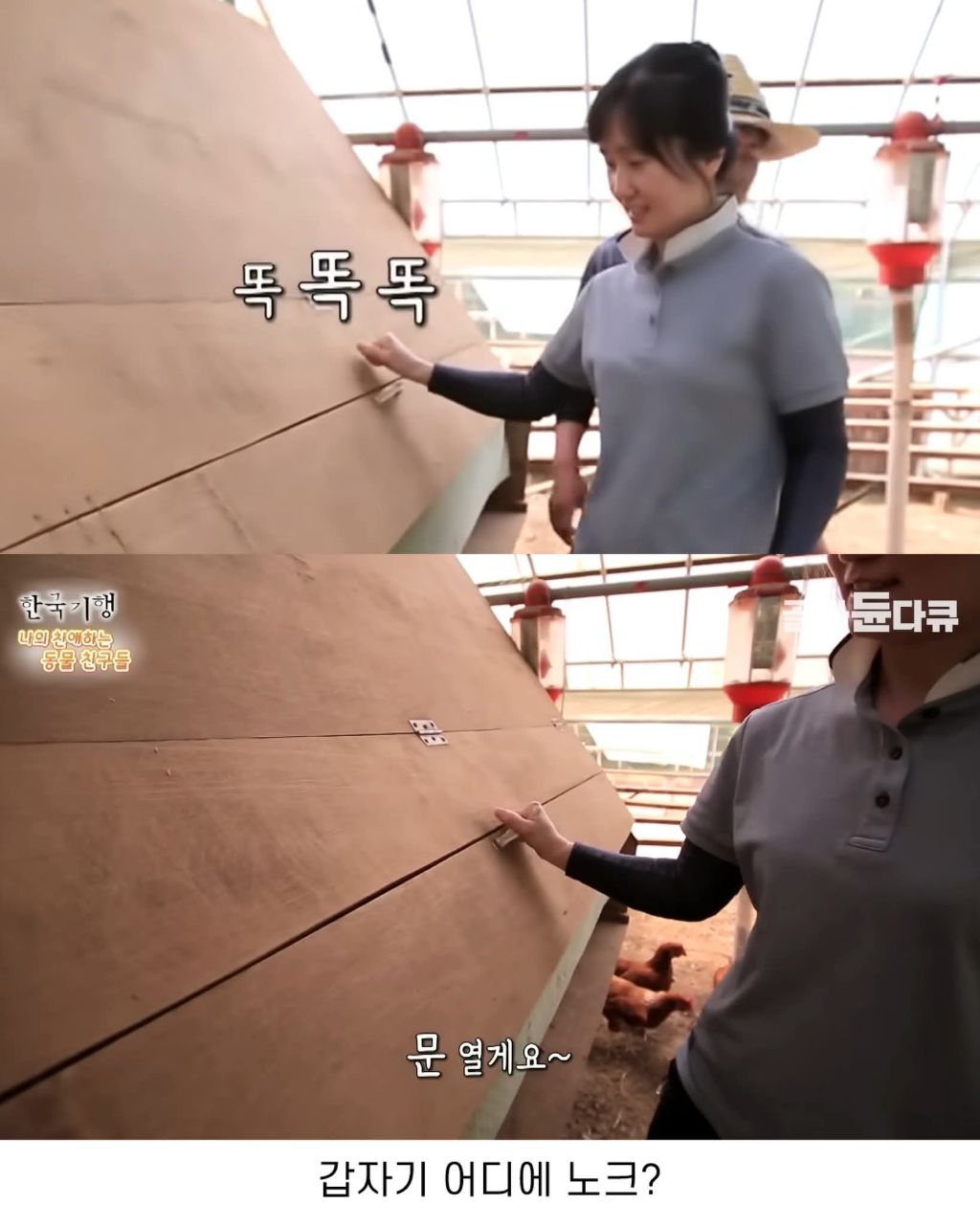 백숙집 하려고 닭 키우다 닭에게 정든 부부 | 인스티즈