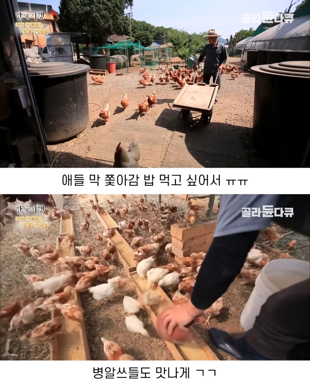 백숙집 하려고 닭 키우다 닭에게 정든 부부 | 인스티즈