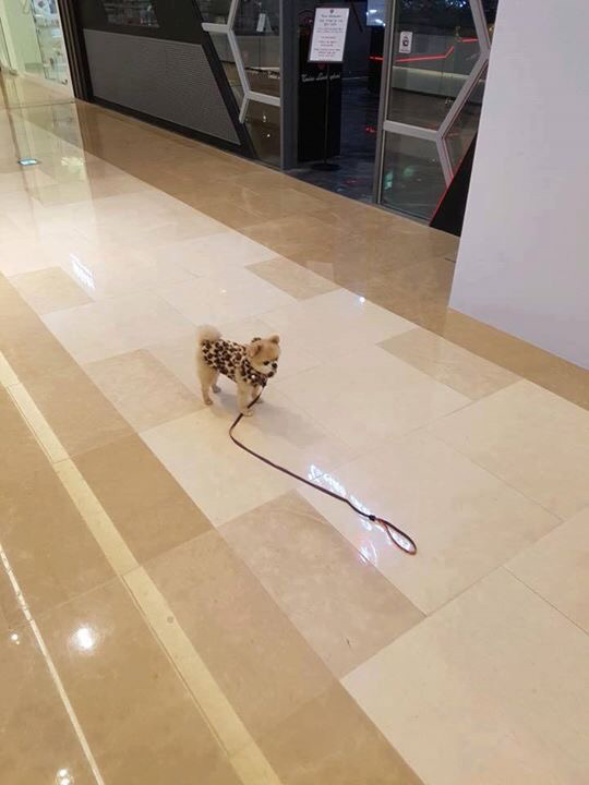 강아지 주인이 자기친구보더니 목줄놓고 보러감.jpg | 인스티즈