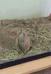 하나도 안야한 움짤.gif | 인스티즈