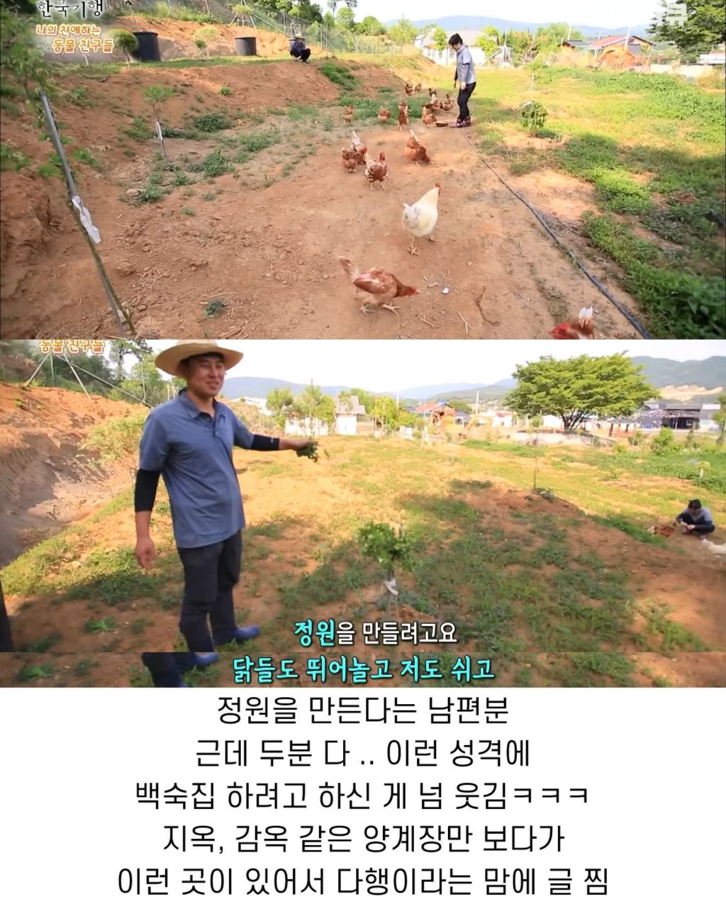 백숙집 하려고 닭 키우다 닭에게 정든 부부 | 인스티즈