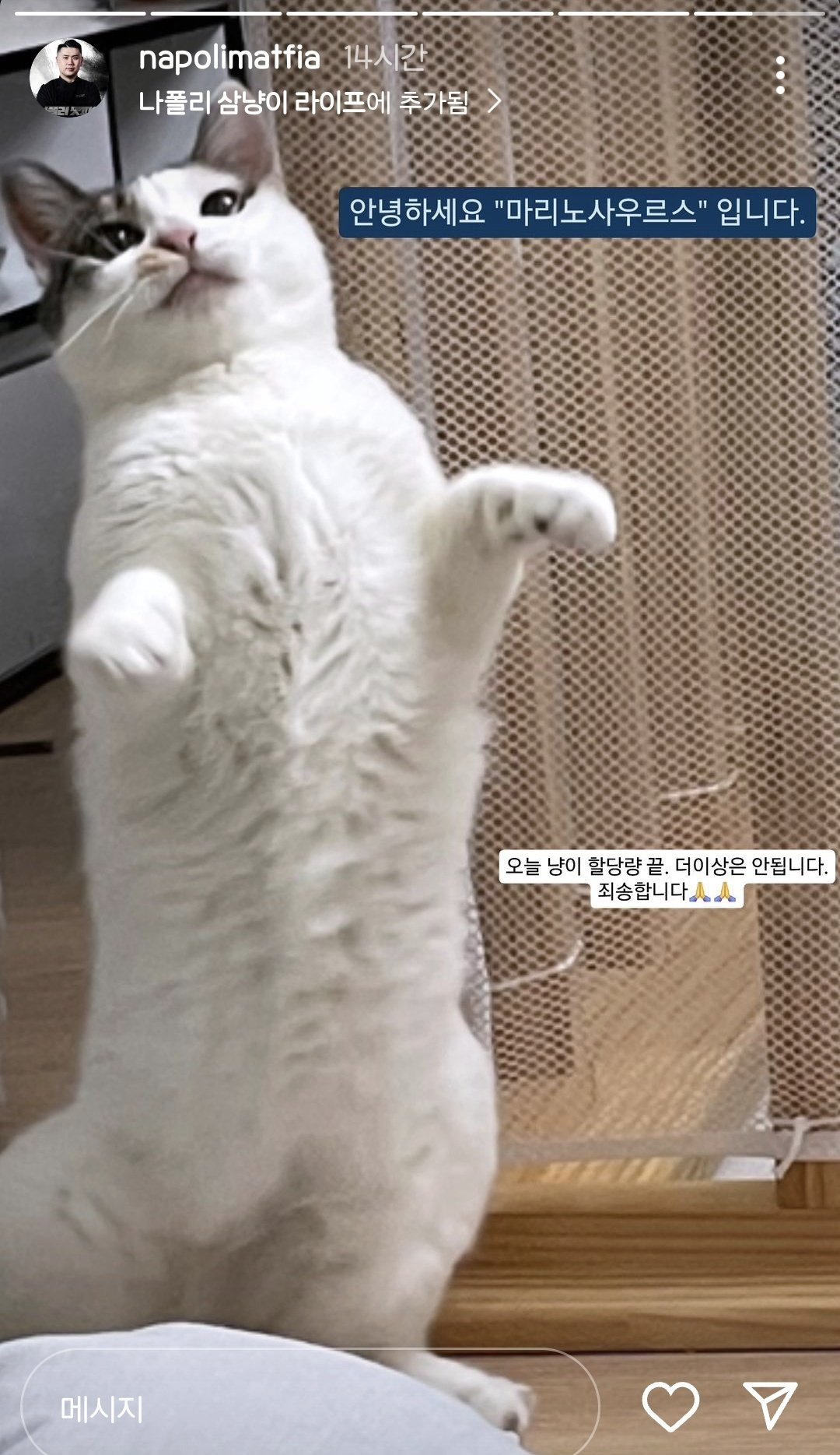 나폴리 맛피아 또 고양이 자랑 중 | 인스티즈
