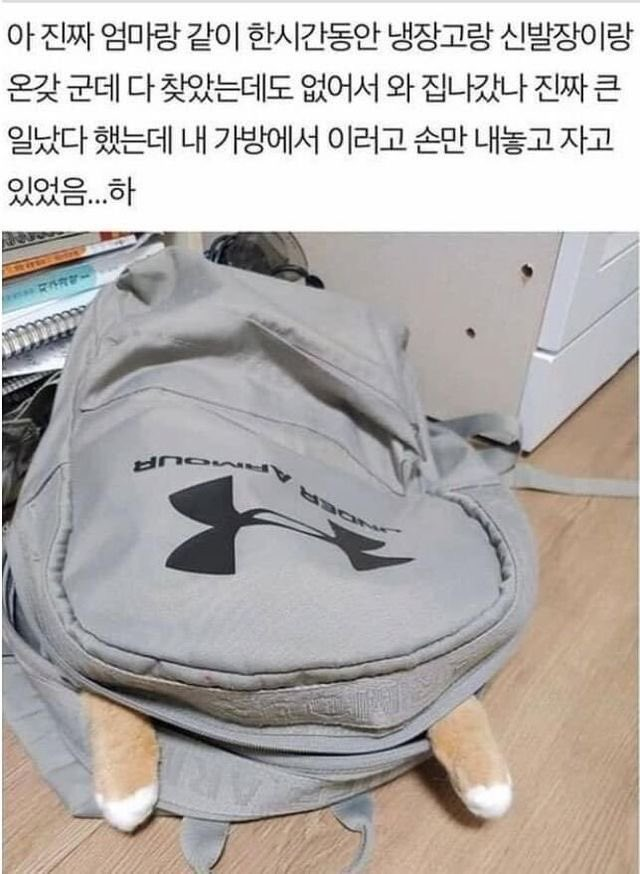 고양이 사라진줄 알고 식겁했는데(귀여움주의) | 인스티즈