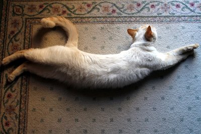 쭉쭉 늘어나는 고양이 | 인스티즈
